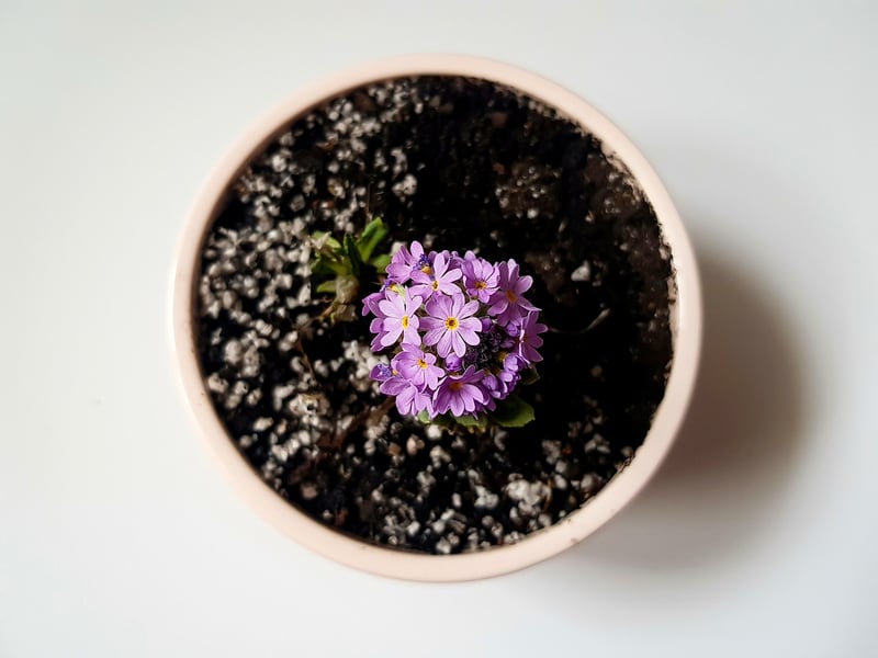 flower pots