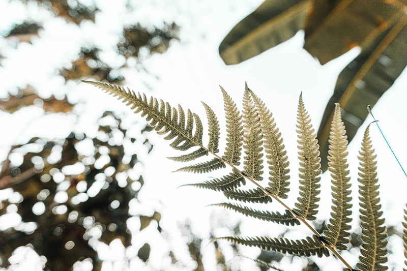 Vertical Plant Wall