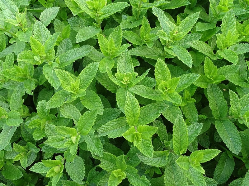Herb Spiral